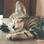 Close-Up Photography of Sleeping Tabby Cat