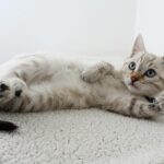 Photo of Grey Tabby Kitten Lying Down