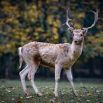 roe deer, deer, antlers