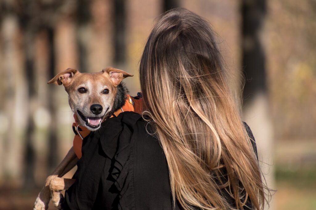 dog, nature, pet