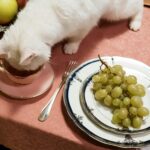 White Cat Drinking in a Cup