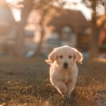 yellow Labrador puppy running on field