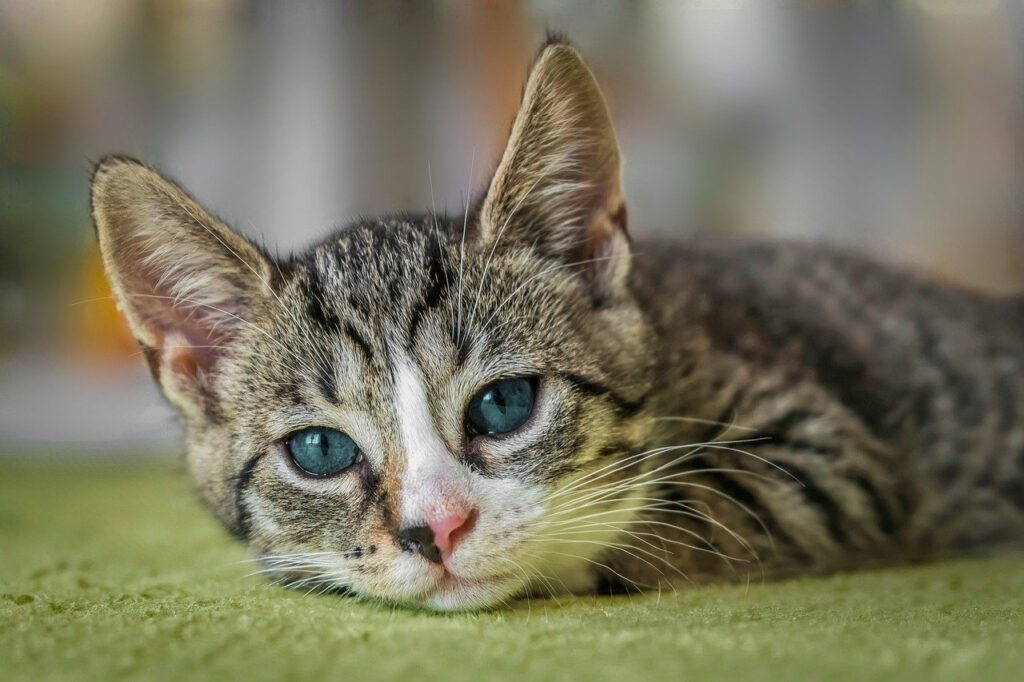 european shorthair, pet, cat