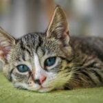 european shorthair, pet, cat