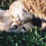 white dog and gray cat hugging each other on grass