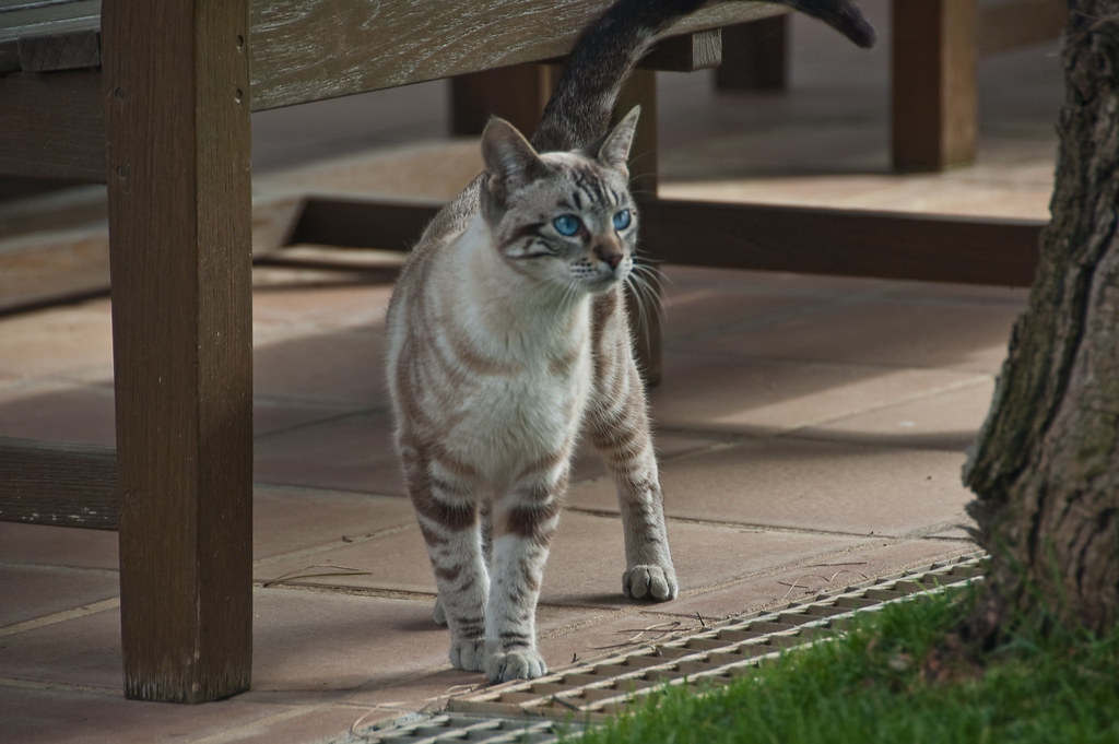 The Ultimate Guide to Safely Cutting Your Cat’s Nails