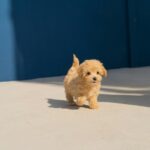 brown long coated small dog