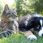 a dog and a cat laying in the grass