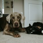 gray short coated dog lying on floor