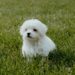 white long coat small dog on green grass field during daytime