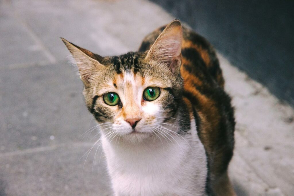 A cat with green eyes