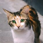 A cat with green eyes