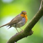 Shallow Focus Photography of Gray and Orange Bird