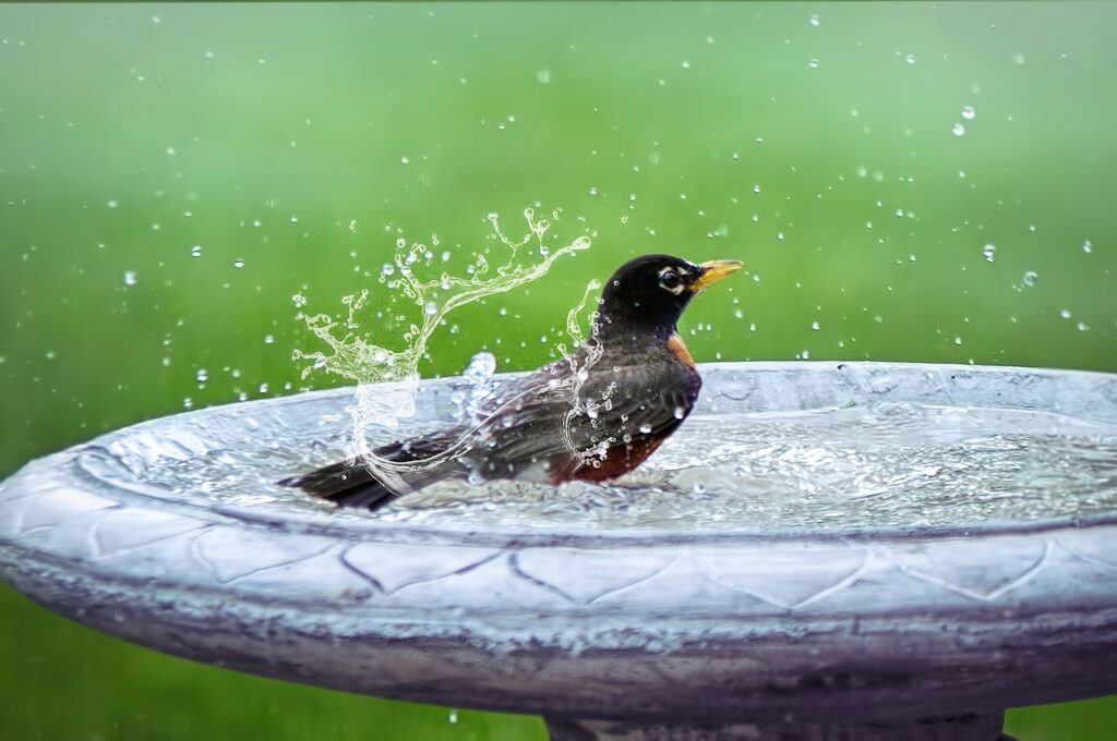 bird bath, splashing, bird in bath