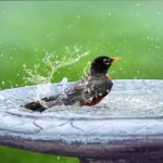 bird bath, splashing, bird in bath