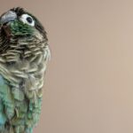 a close up of a bird on a perch