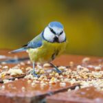 yellow white and blue bird on brown wooden table