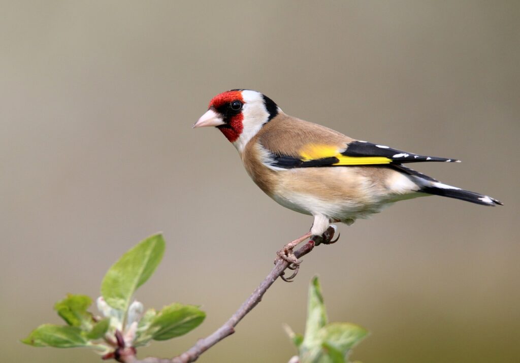 bird, perched, animal