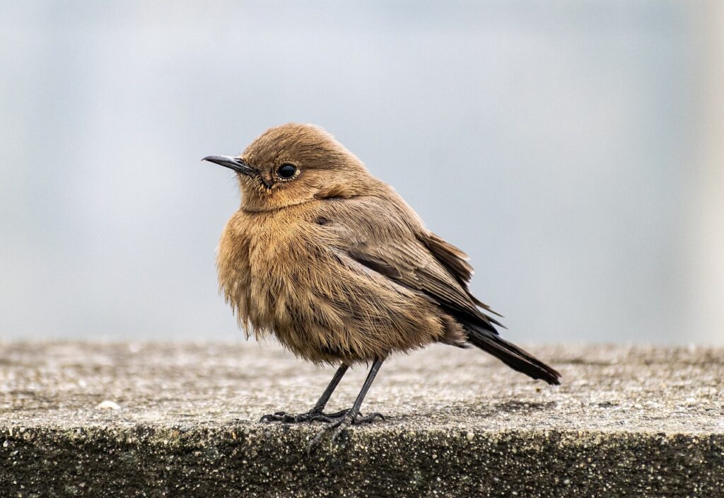 bird, indian chat, ornithology