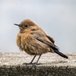 bird, indian chat, ornithology