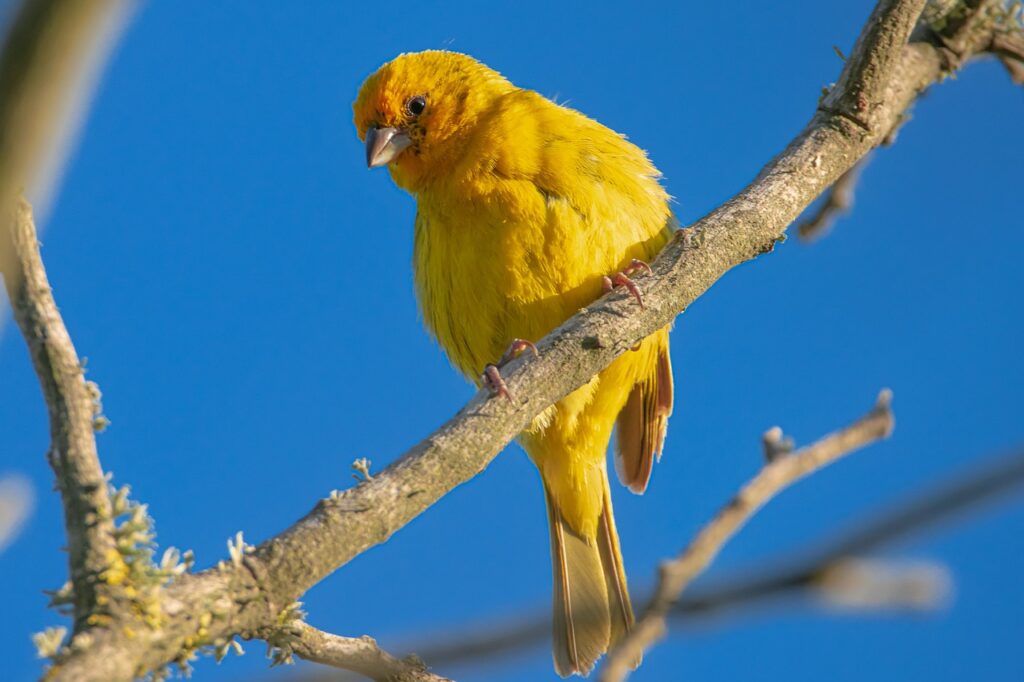 bird, saffron finch, ornithology