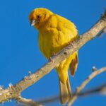 bird, saffron finch, ornithology