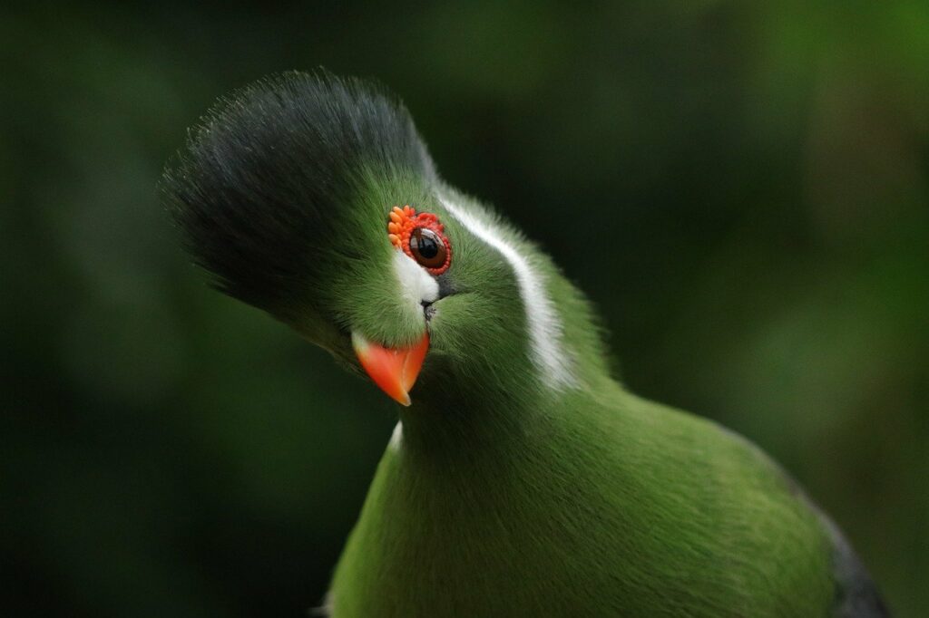 bird, white-cheeked turaco, tauraco leucotis