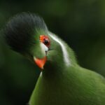 bird, white-cheeked turaco, tauraco leucotis