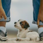 jack russell, puppy, mammal