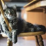 brown tabby cat on wooden windsor chair